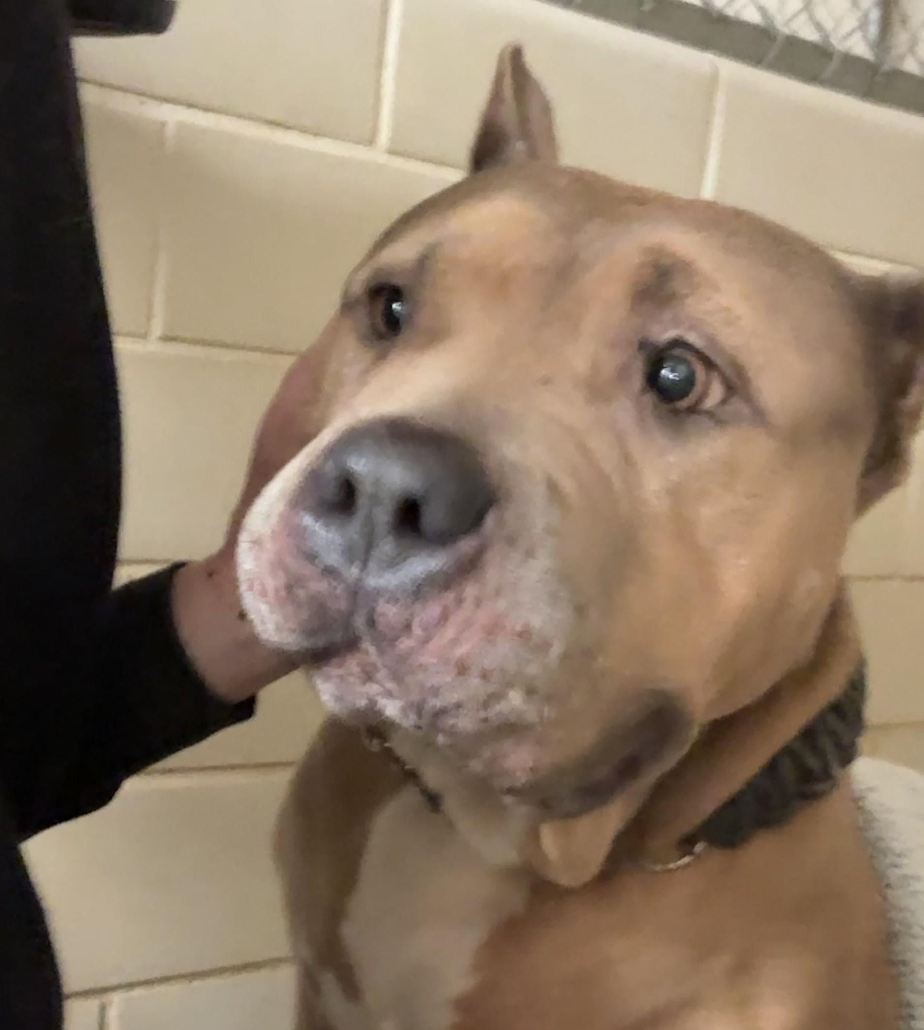 Blaze, ADOPTABLE, Adult Female American Bulldog.