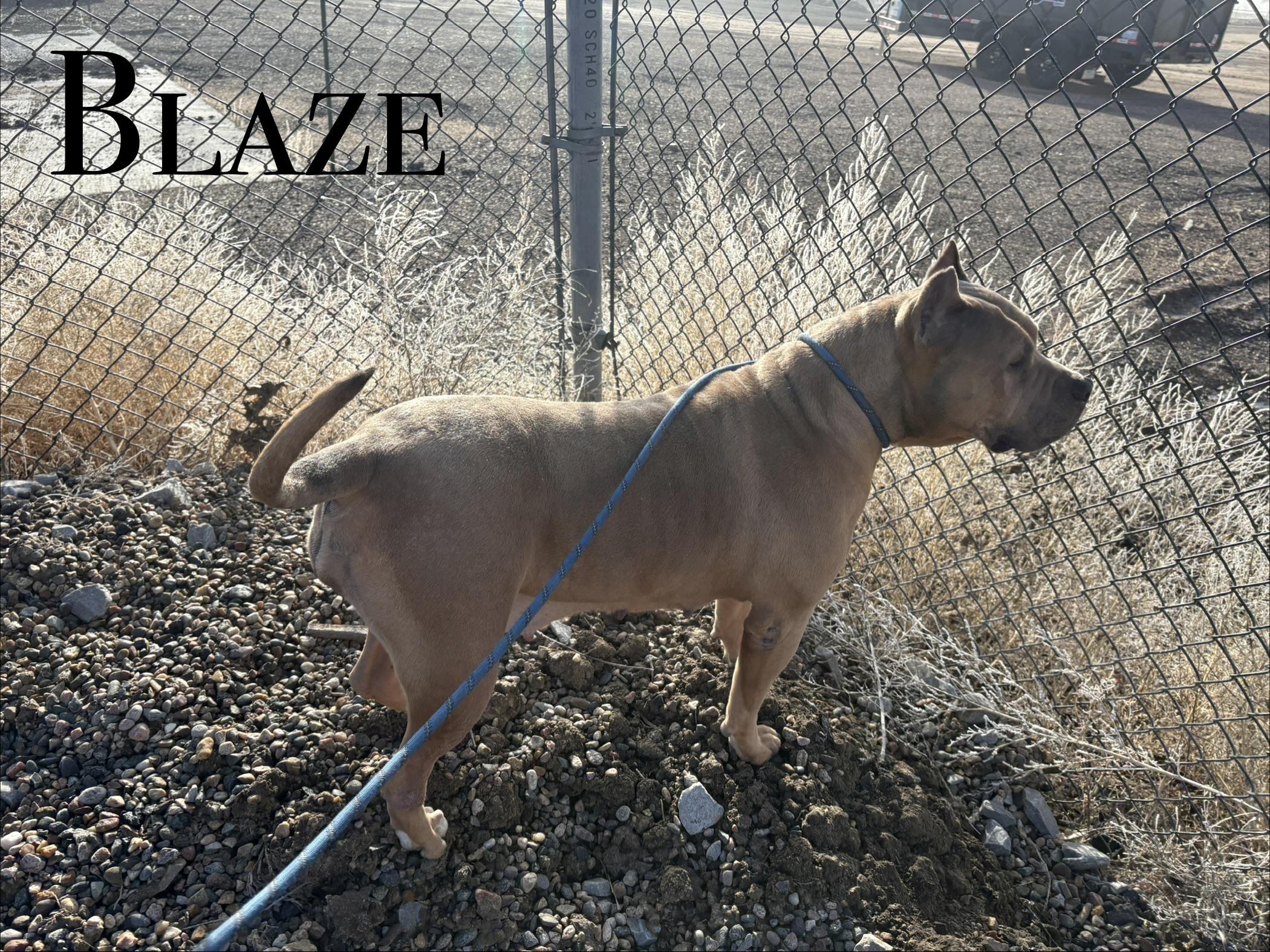 Blaze, ADOPTABLE, Adult Female American Bulldog.