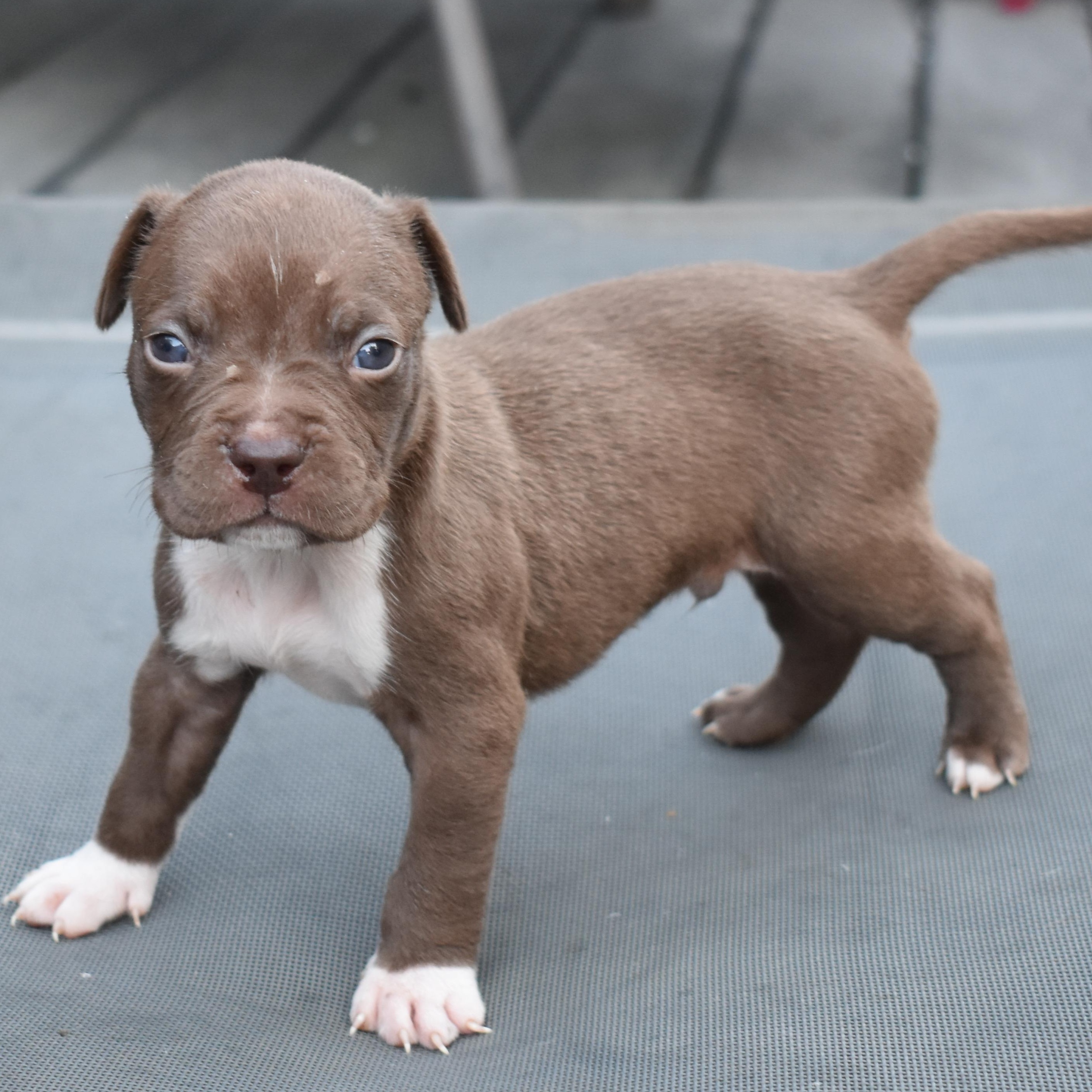 Aster- mama petunias litte, Adopted, Puppy Male Pit Bull Terrier.