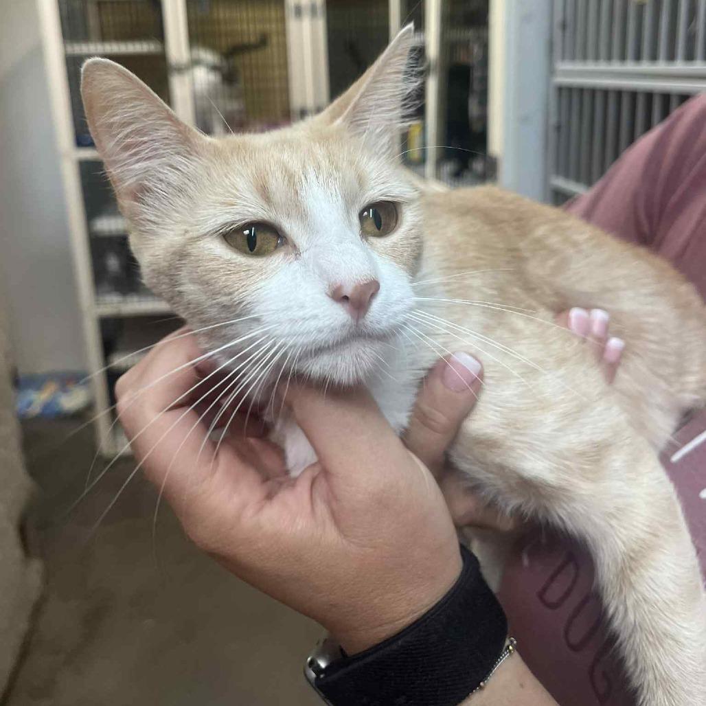 Lemonade, an adoptable Domestic Short Hair in Graham, TX, 76450 | Photo Image 1