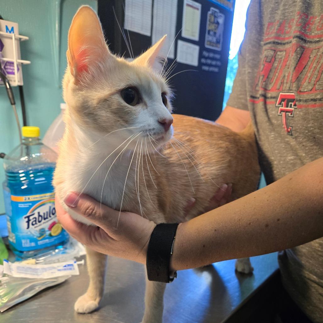 Lemonade, an adoptable Domestic Short Hair in Graham, TX, 76450 | Photo Image 2