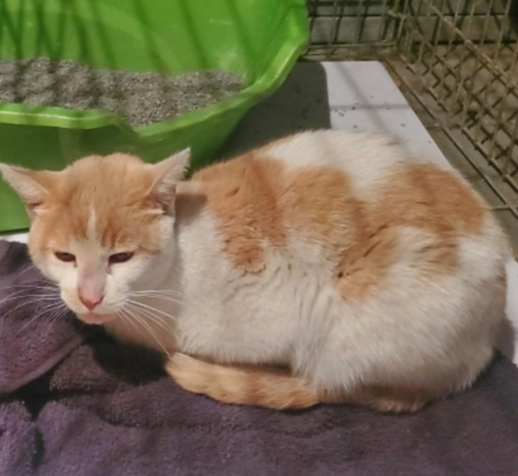 Enlarge Sunny Boy, a ADOPTABLE Domestic Short Hair in Chicago, IL image 2/4