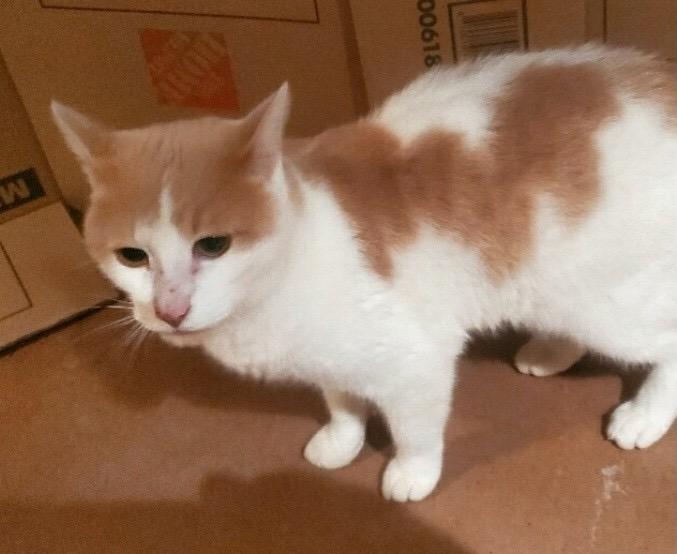 Enlarge Sunny Boy, a ADOPTABLE Domestic Short Hair in Chicago, IL image 3/4