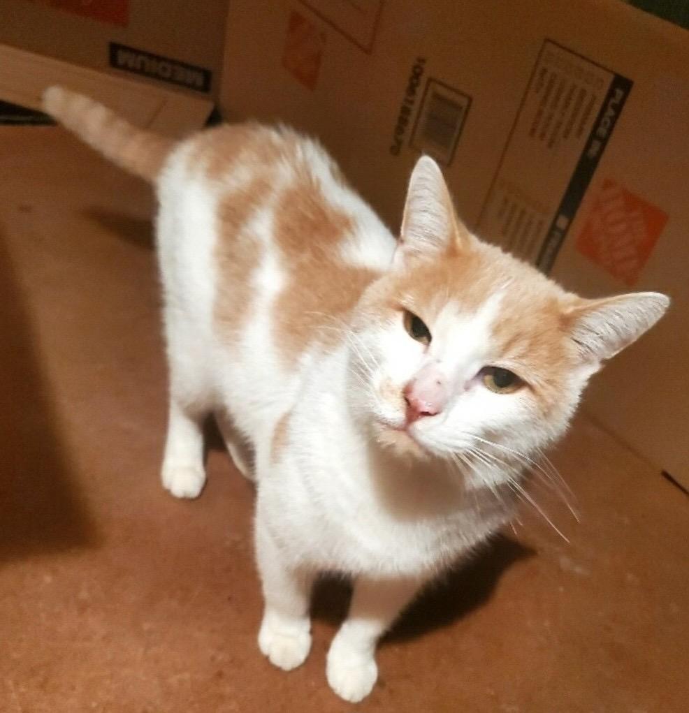 Sunny Boy, ADOPTABLE, Adult Male Domestic Short Hair.