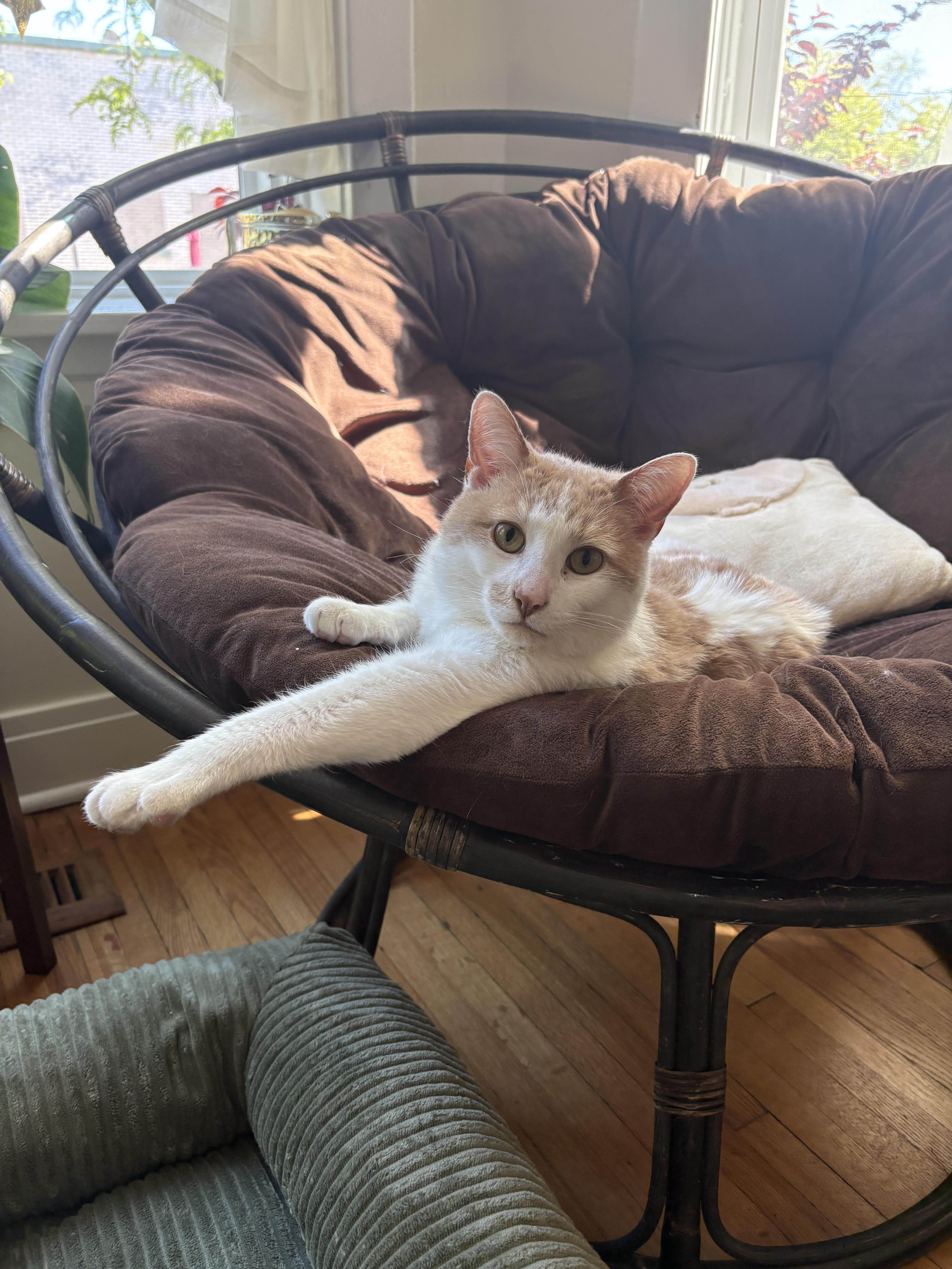 Enlarge Sunny Boy, a ADOPTABLE Domestic Short Hair in Chicago, IL image 2/4