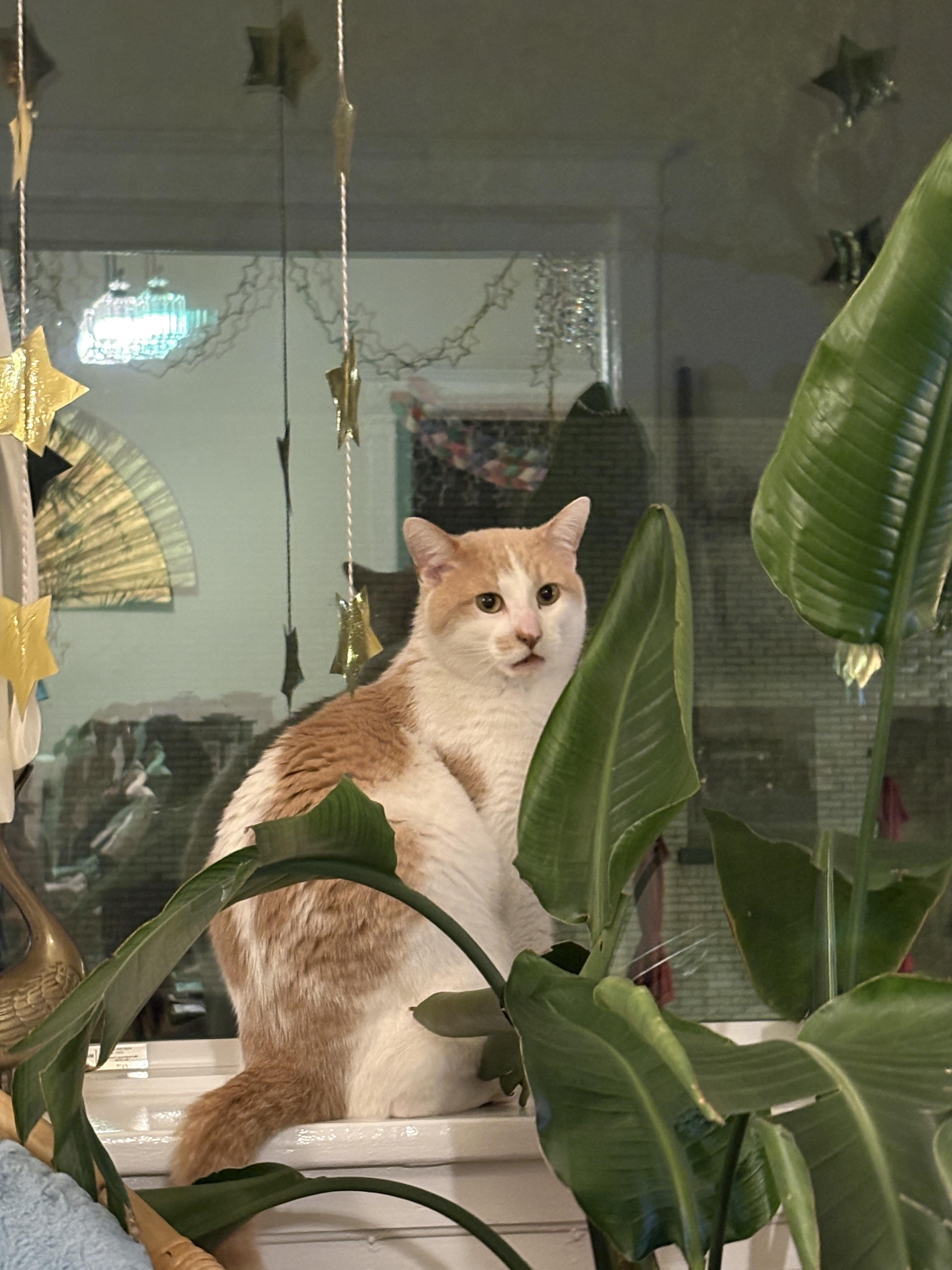Enlarge Sunny Boy, a ADOPTABLE Domestic Short Hair in Chicago, IL image 4/4