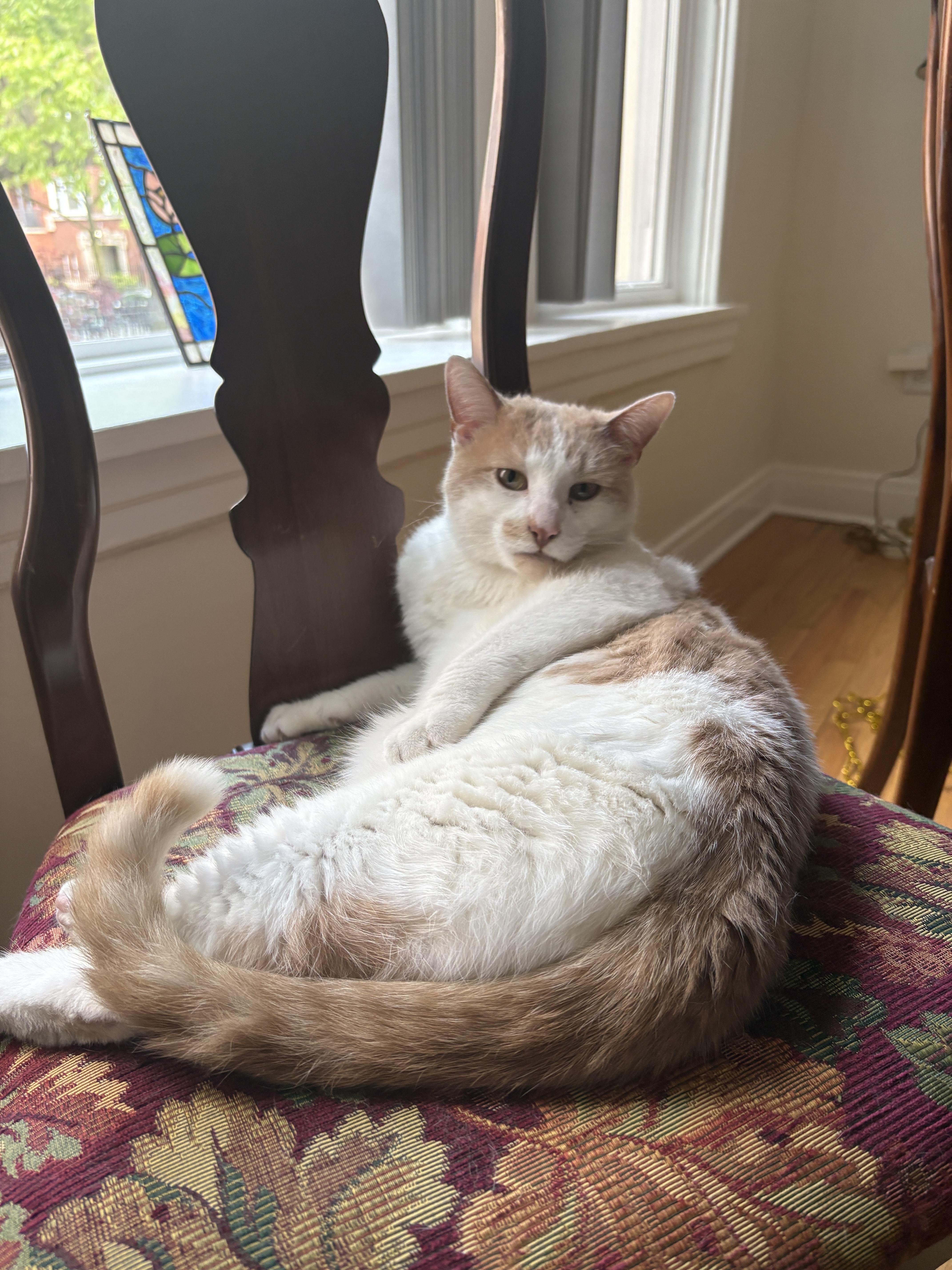 Enlarge Sunny Boy, a ADOPTABLE Domestic Short Hair in Chicago, IL image 3/4
