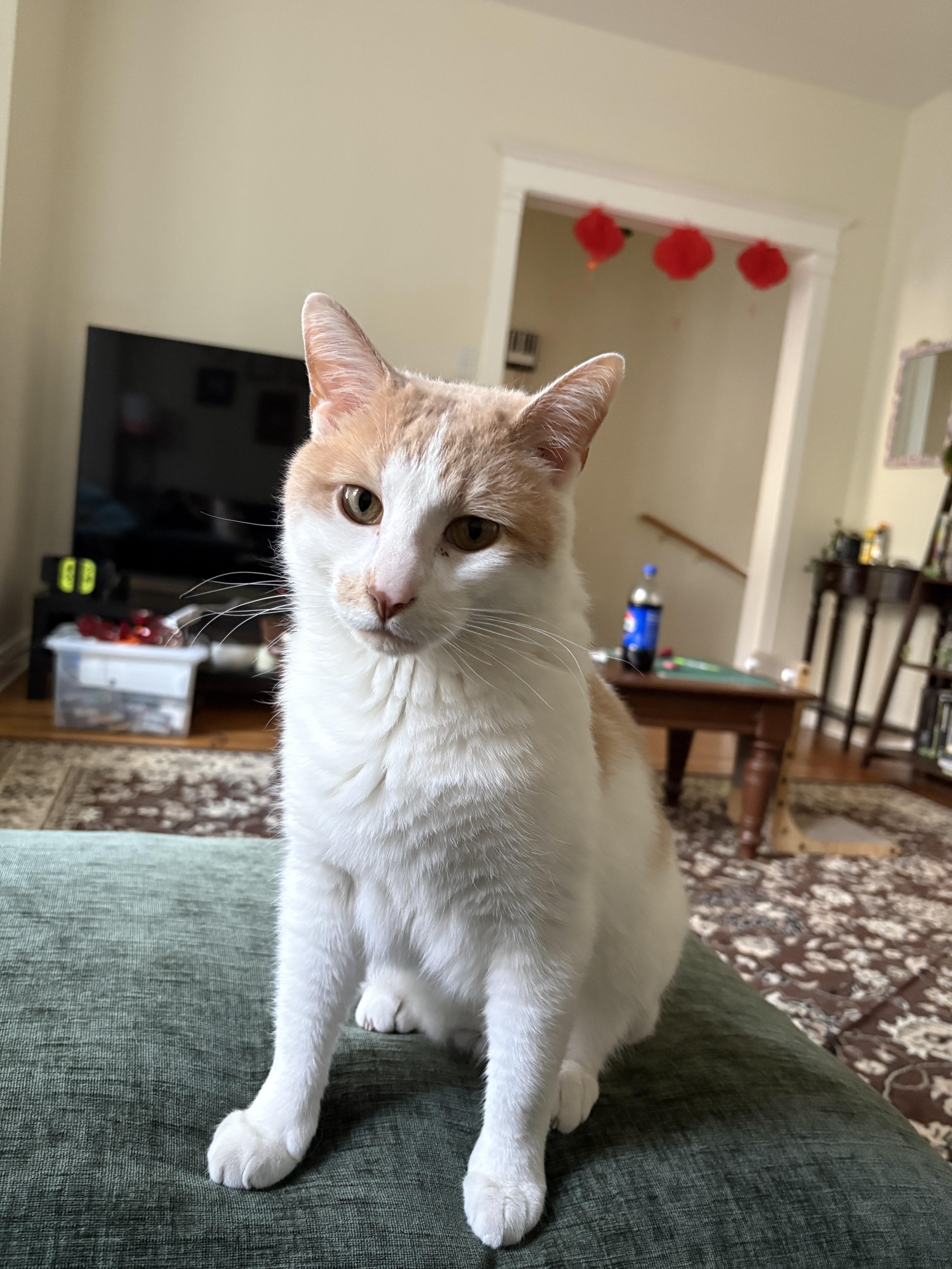 Sunny Boy, ADOPTABLE, Adult Male Domestic Short Hair.