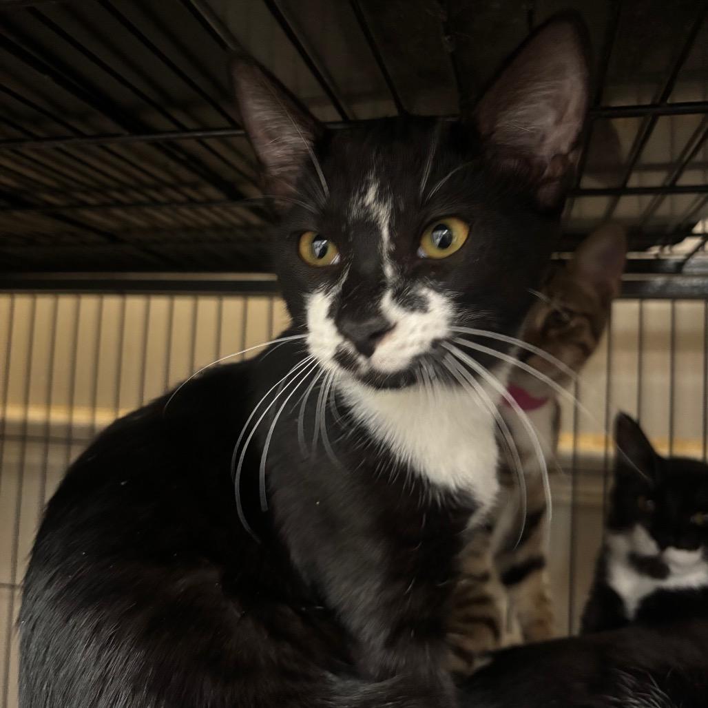 Enlarge Kano, a Adoptable Domestic Short Hair in Lakeland, FL image 1/1