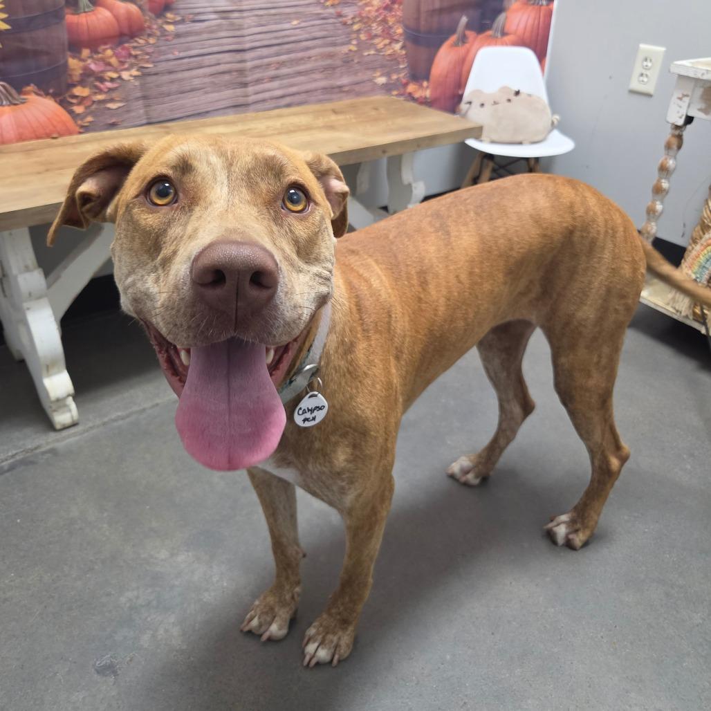 Calypso, Adoptable, Adult Female Bull Terrier.