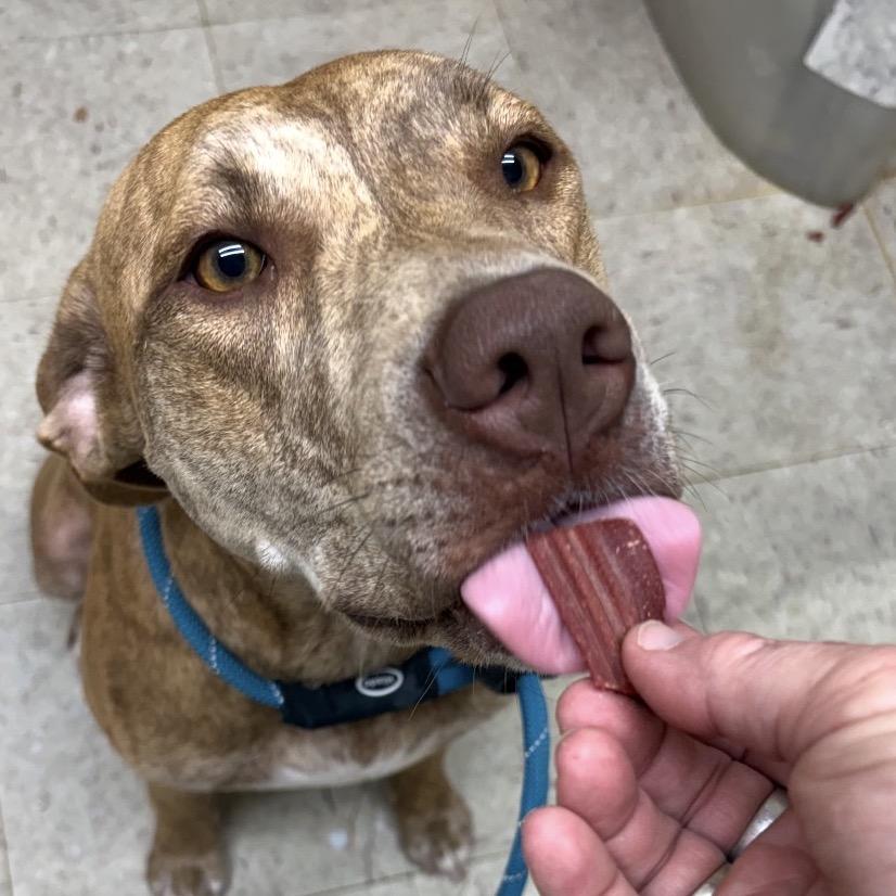 Enlarge Calypso, a Adoptable Bull Terrier in Normal, IL image 3/6