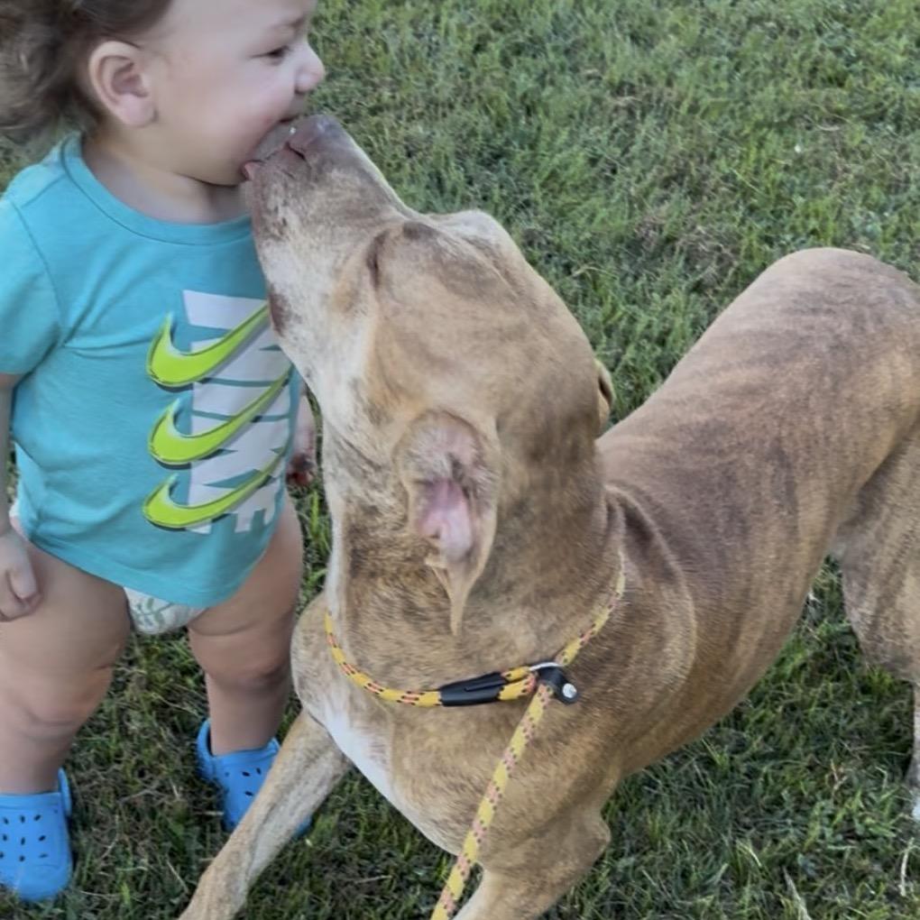 Enlarge Calypso, a Adoptable Bull Terrier in Normal, IL image 4/6