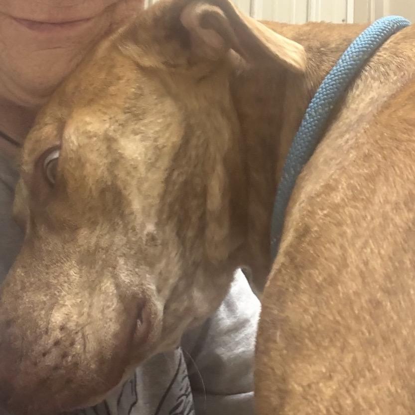 Enlarge Calypso, a Adoptable Bull Terrier in Normal, IL image 5/6