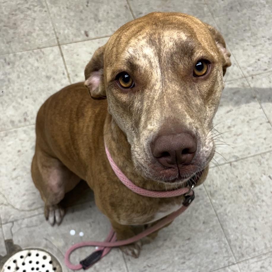 Enlarge Calypso, a Adoptable Bull Terrier in Normal, IL image 6/6