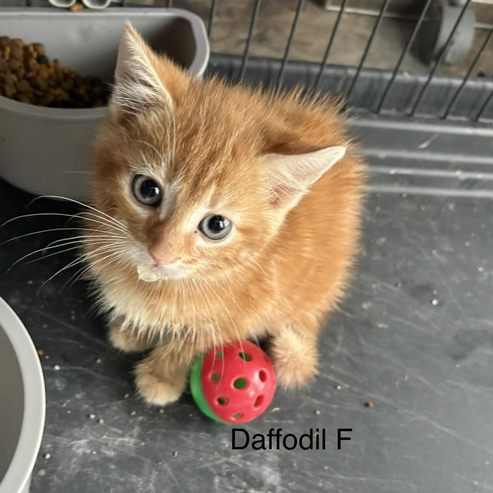 Daffodill (rt), Adopted, Kitten Female Domestic Short Hair.