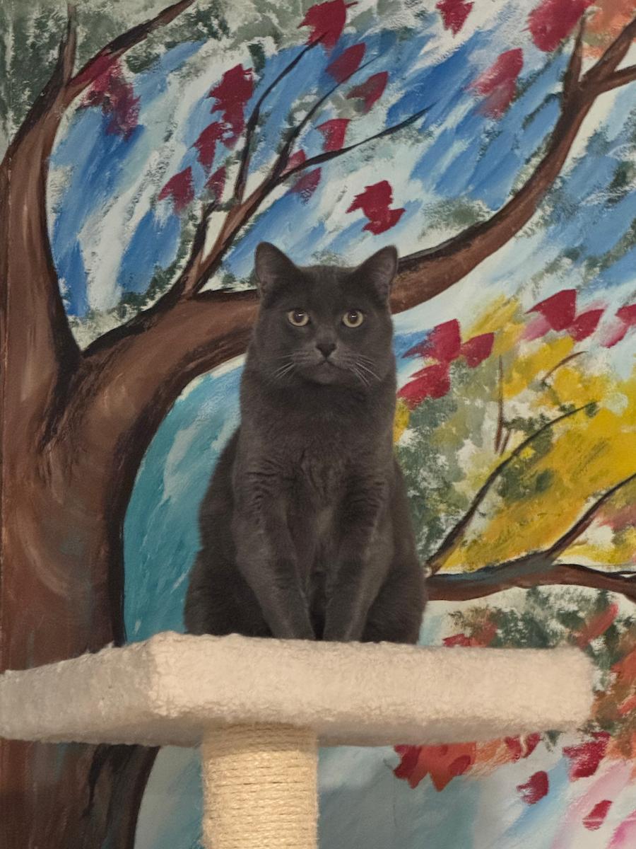 Tasha, ADOPTABLE, Senior Female Domestic Short Hair.