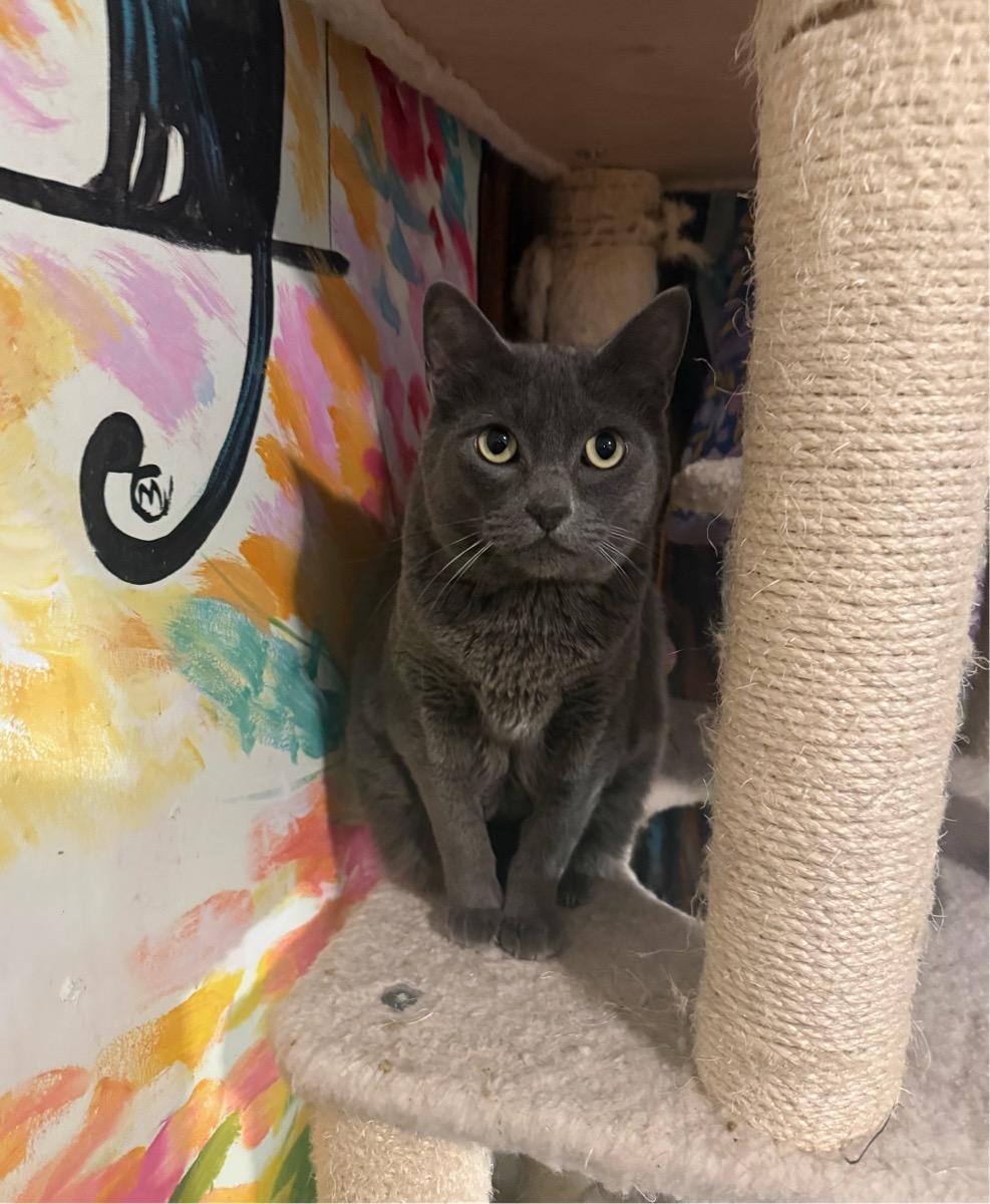 Tasha, a ADOPTABLE Domestic Short Hair in Temecula, CA image 2/2