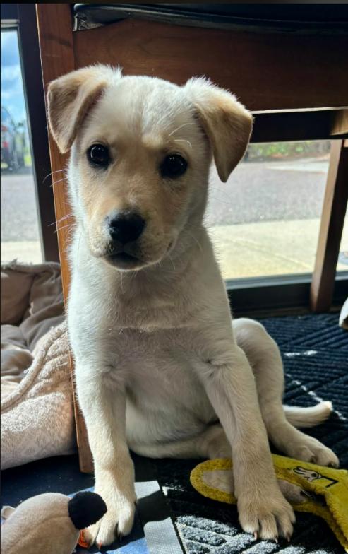 Enlarge Bingo, an adopted mixed breed in Eutawville, SC image 3/5