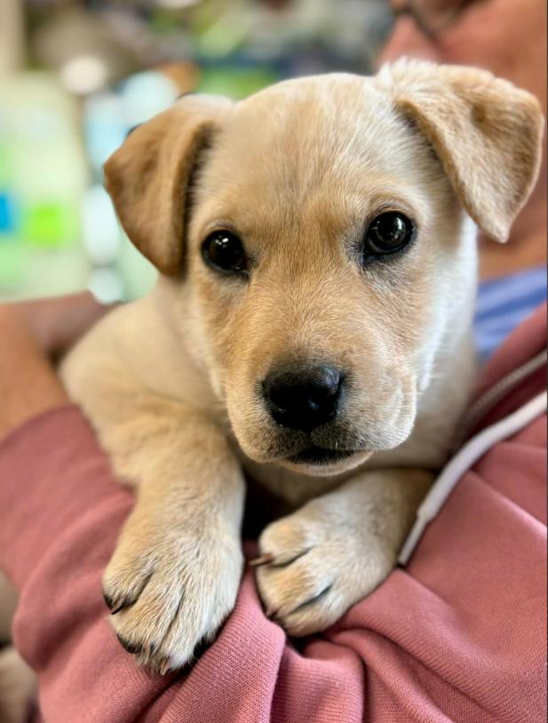 Enlarge Bingo, an adopted mixed breed in Eutawville, SC image 2/5