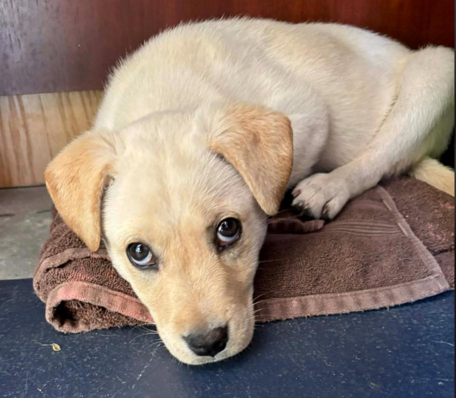 Enlarge Bingo, an adopted mixed breed in Eutawville, SC image 5/5