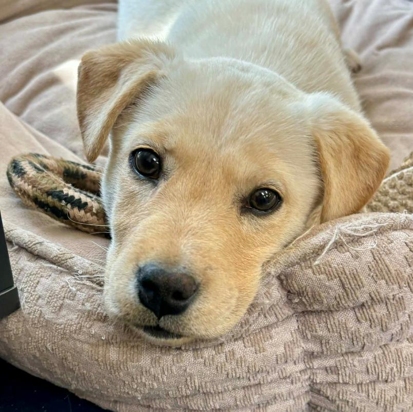 Bingo, adopted, Puppy Female Mixed Breed.