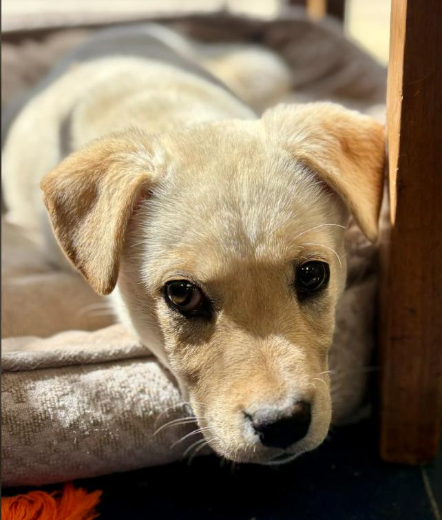 Enlarge Bingo, an adopted mixed breed in Eutawville, SC image 4/5