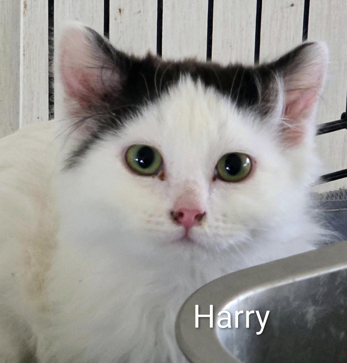 Harry, adopted, Kitten Male Domestic Medium Hair.