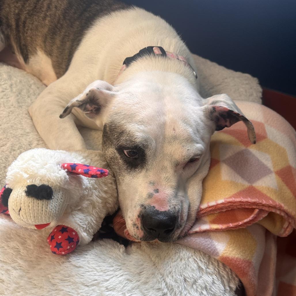 Princess, Adoptable, Senior Female Pit Bull Terrier.