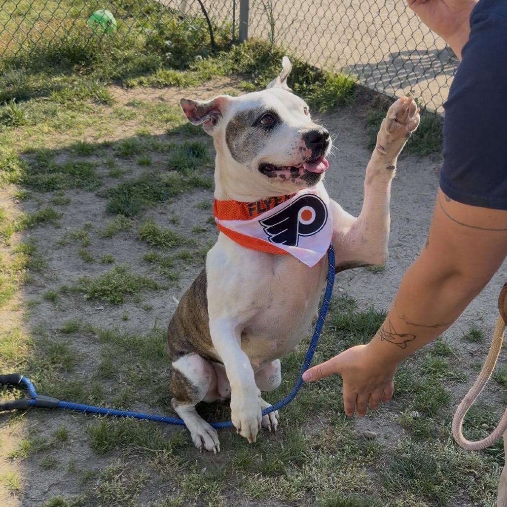 Enlarge Princess, a Adoptable Pit Bull Terrier in Vineland, NJ image 2/4