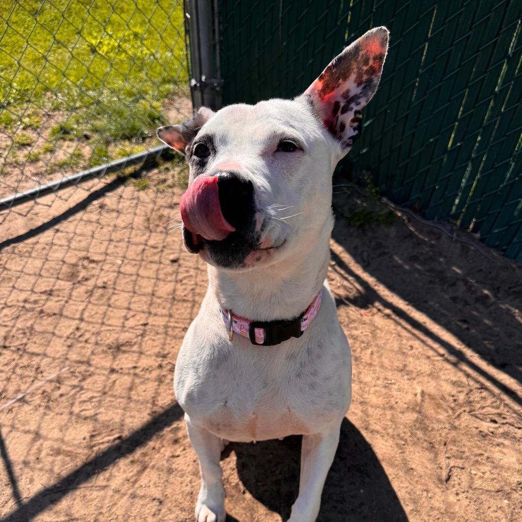 Enlarge Princess, a Adoptable Pit Bull Terrier in Vineland, NJ image 3/4