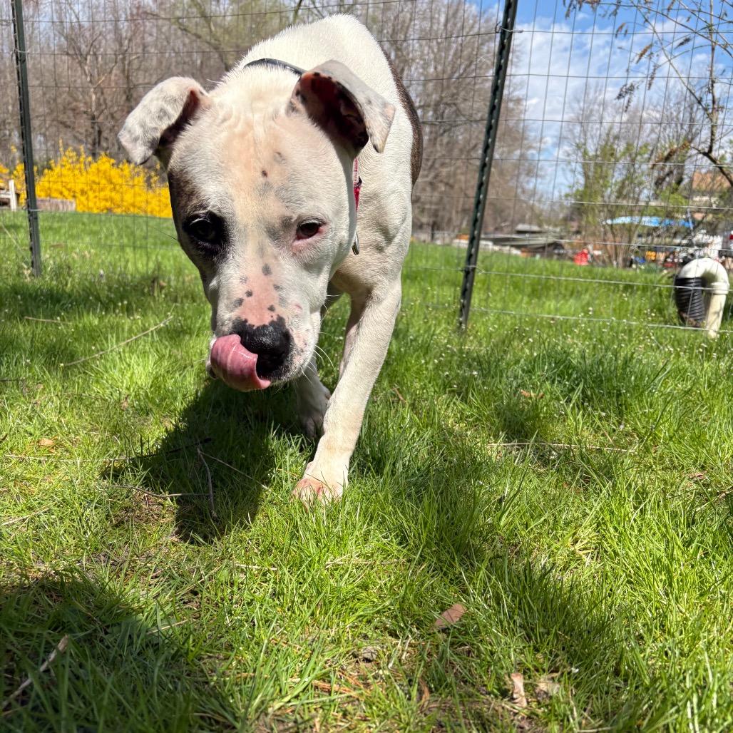 Princess, Adoptable, Senior Female Pit Bull Terrier.