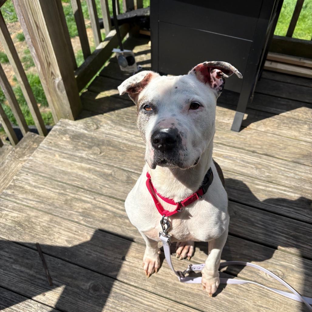 Enlarge Princess, a Adoptable Pit Bull Terrier in Vineland, NJ image 2/4