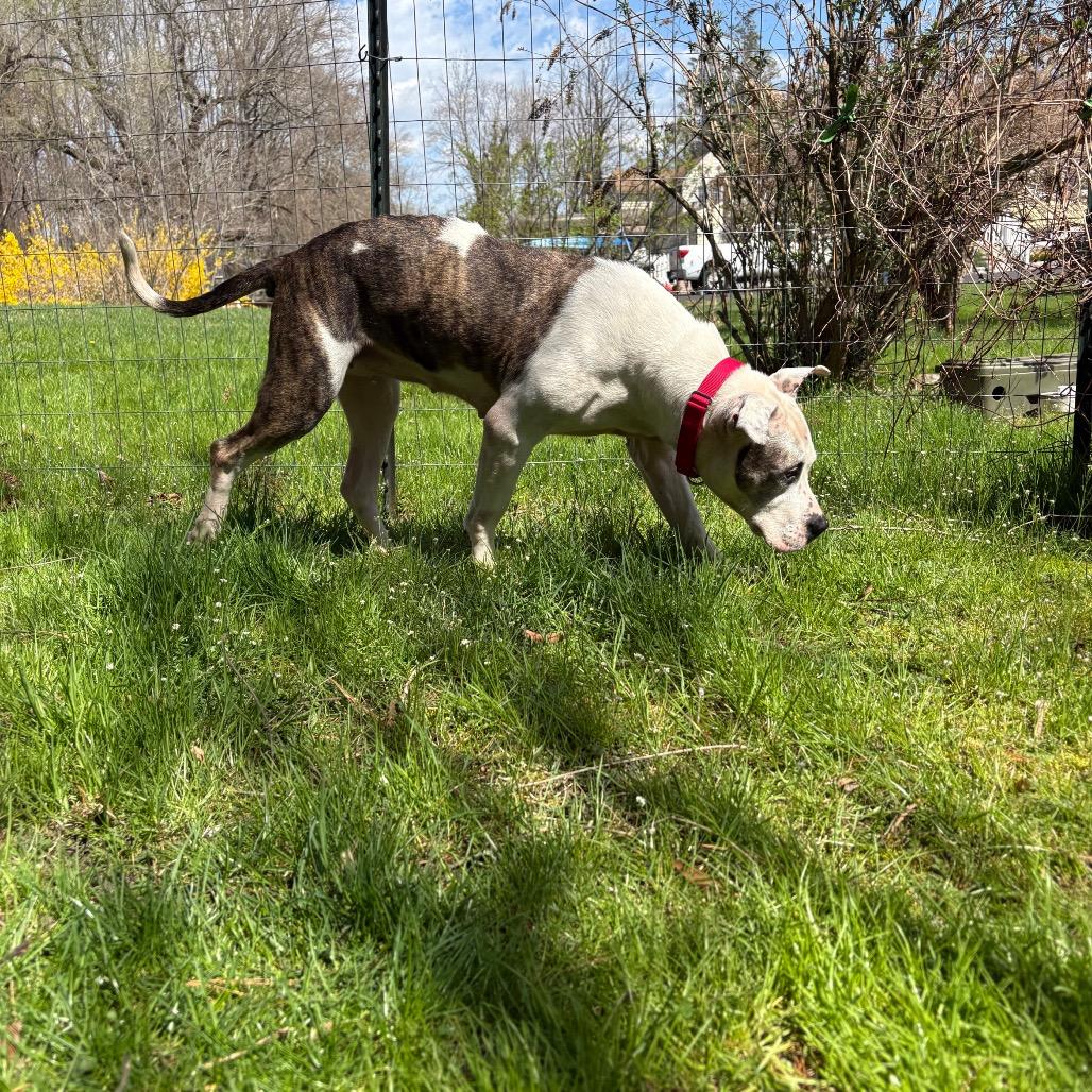 Enlarge Princess, a Adoptable Pit Bull Terrier in Vineland, NJ image 3/4