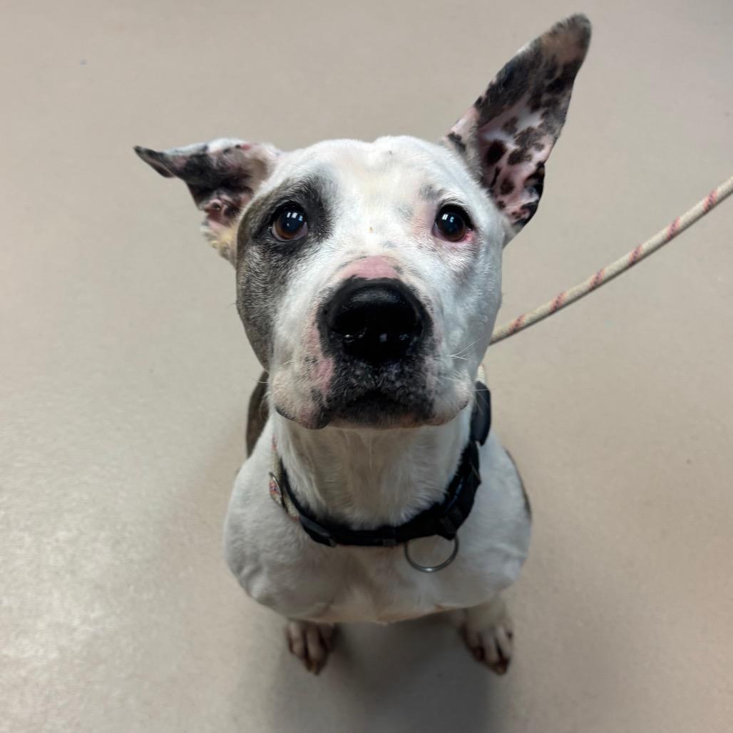 Enlarge Princess, a Adoptable Pit Bull Terrier in Vineland, NJ image 4/4