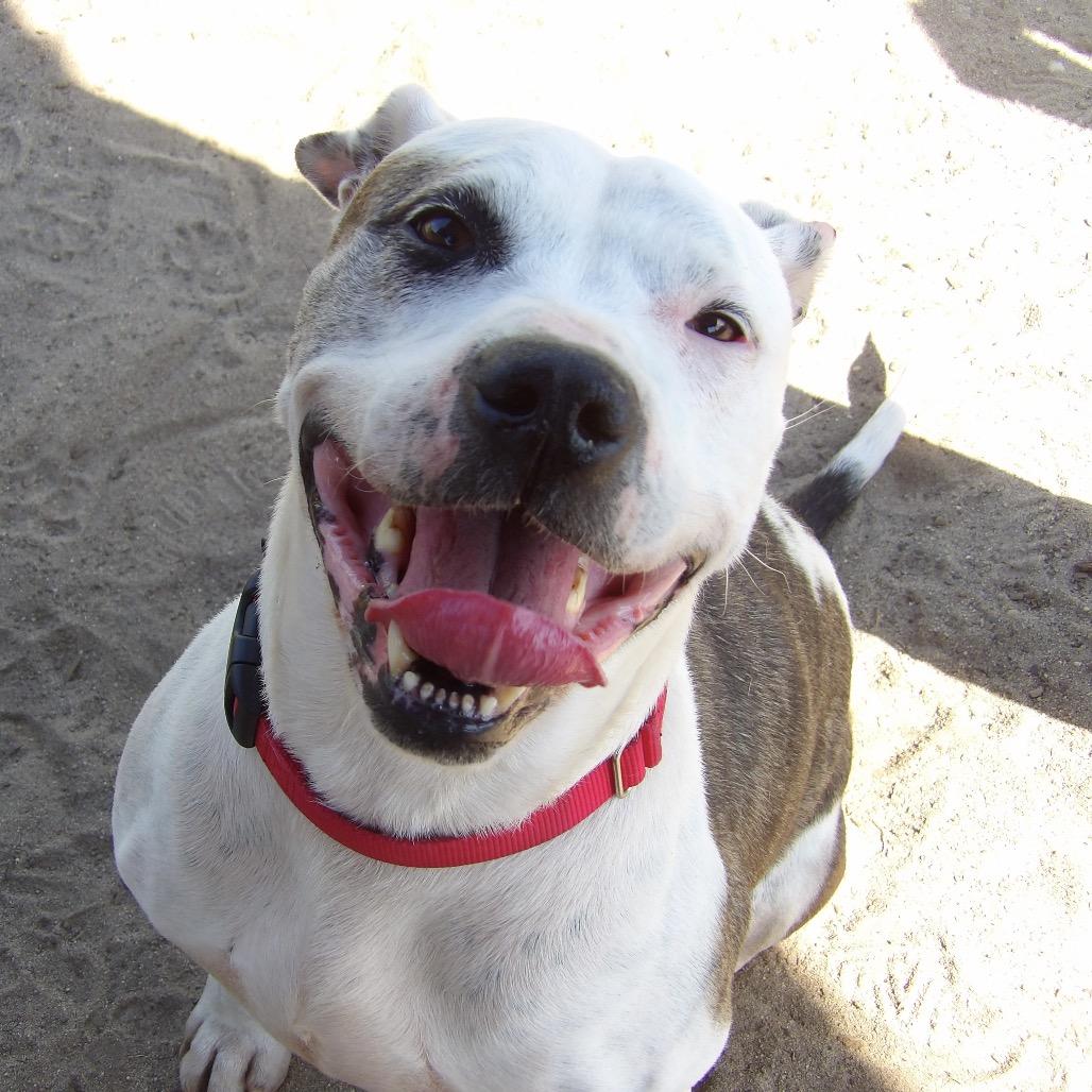 Enlarge Princess, a Adoptable Pit Bull Terrier in Vineland, NJ image 4/4