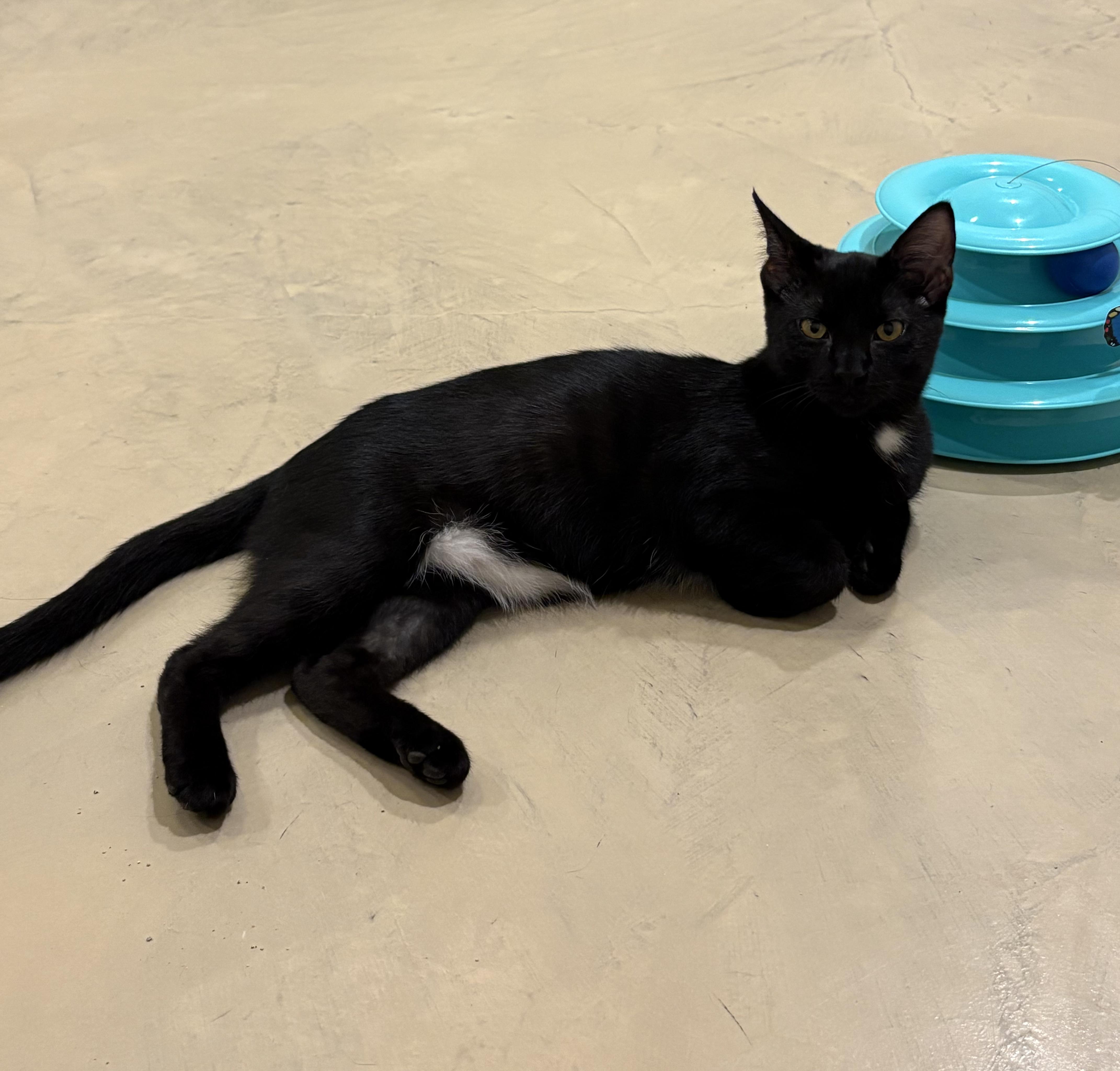 Meowcifur, a Adoptable Domestic Short Hair in Lincoln, NE image 2/6