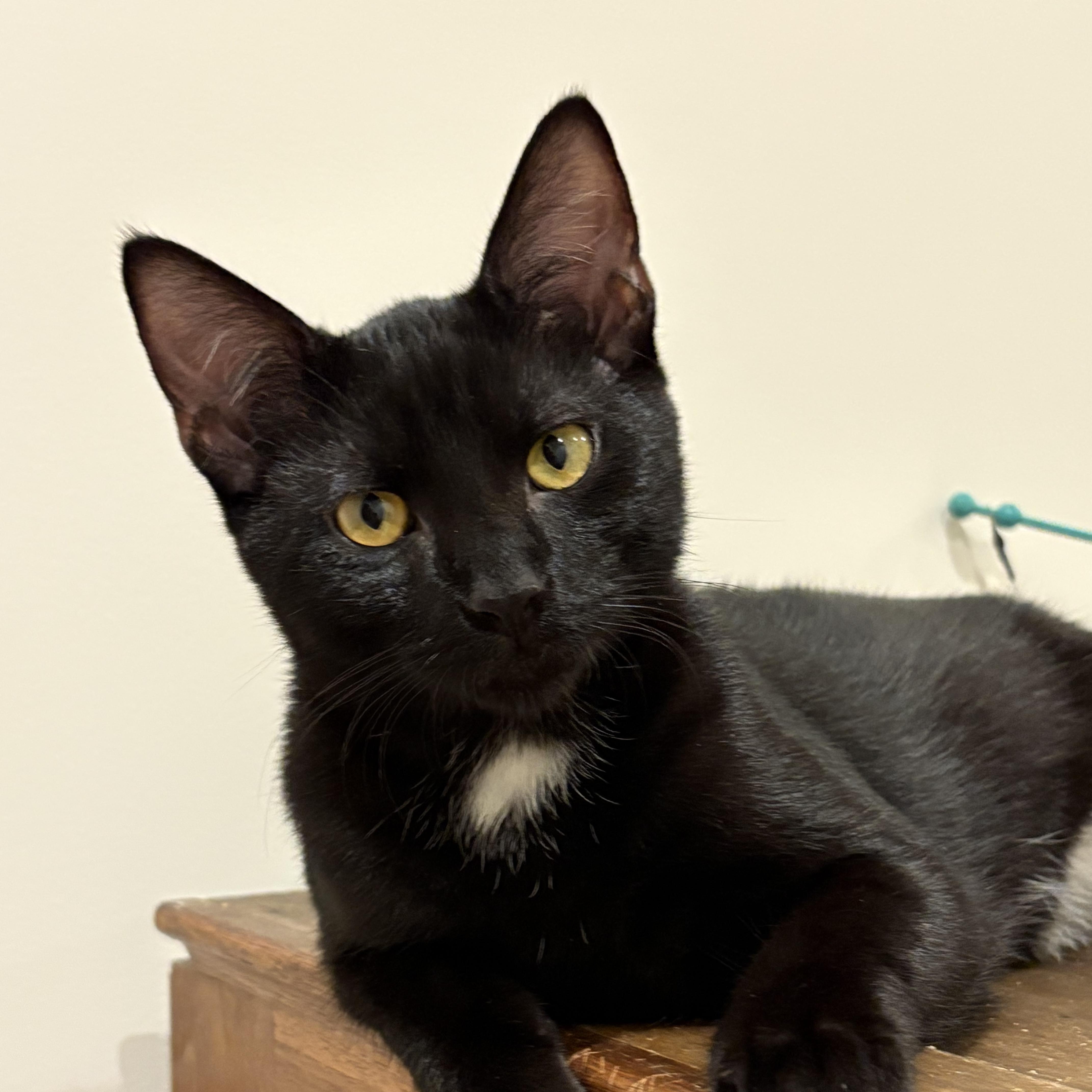 Meowcifur, a Adoptable Domestic Short Hair in Lincoln, NE image 3/6