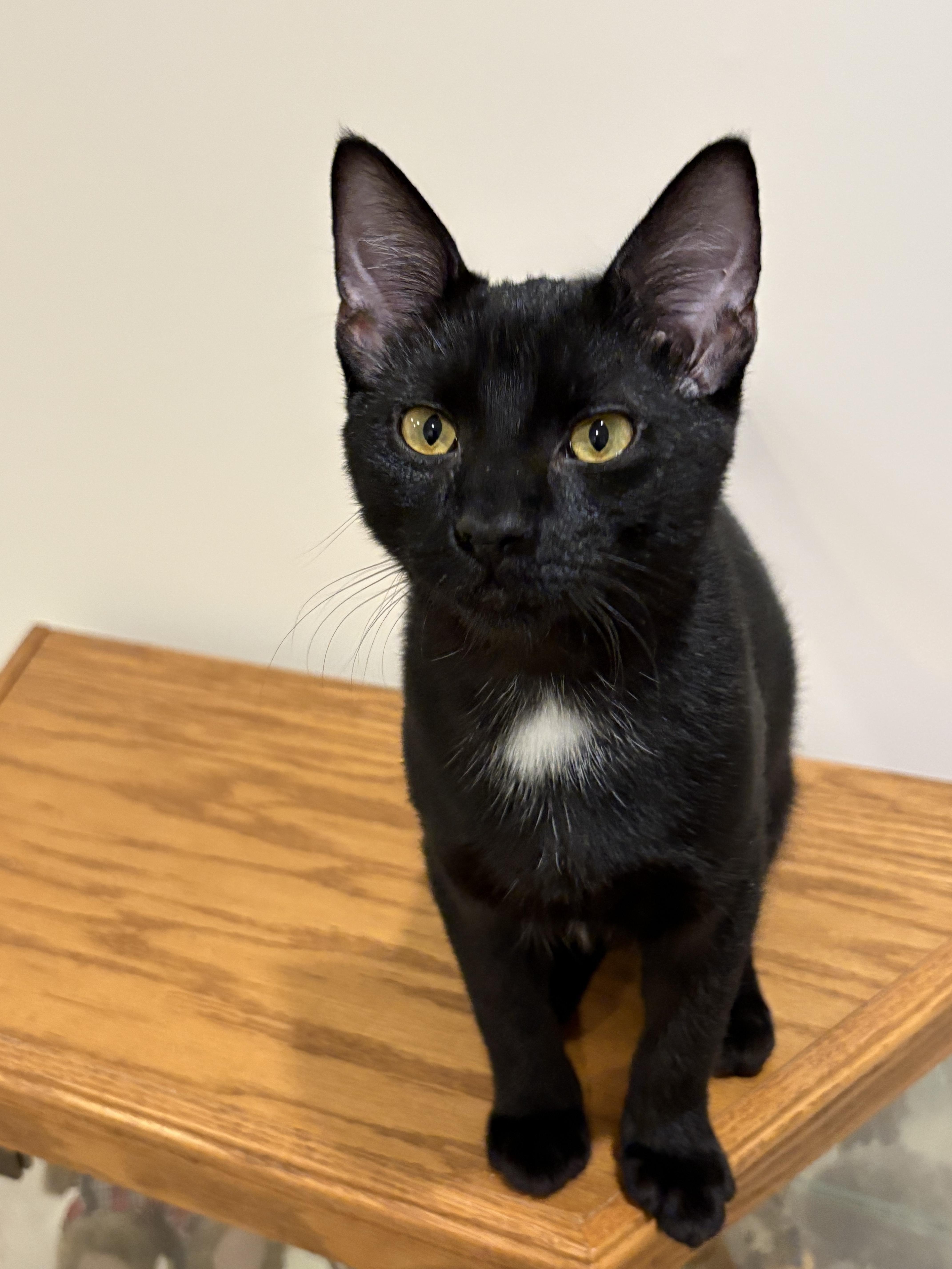 Meowcifur, a Adoptable Domestic Short Hair in Lincoln, NE image 6/6