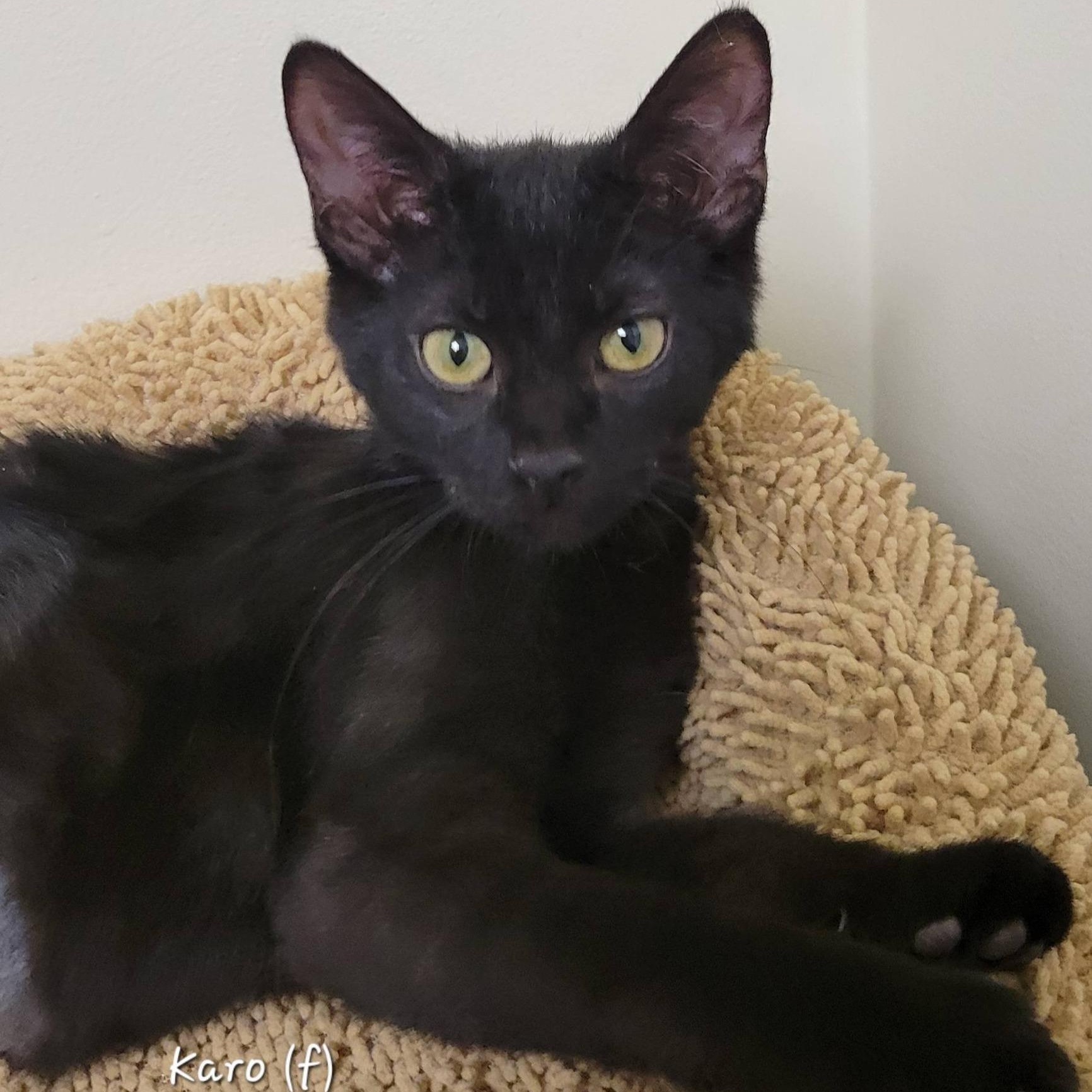 Karo, ADOPTABLE, Kitten Female Domestic Short Hair.