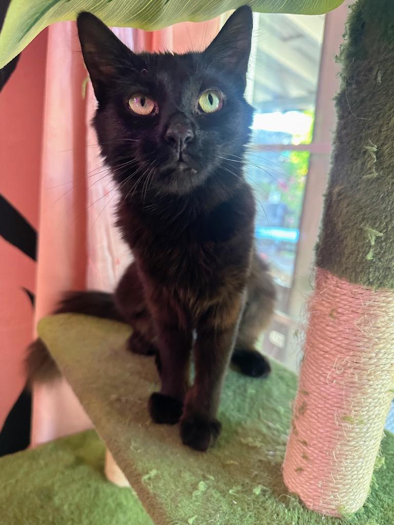 Frog, Adoptable, Kitten Female Domestic Medium Hair.