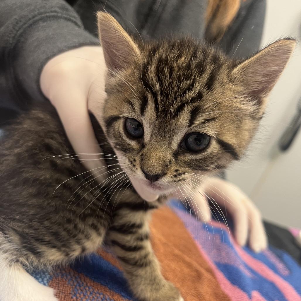 Enlarge Laney, a Adoptable Domestic Short Hair in Jacksonville, FL image 1/2