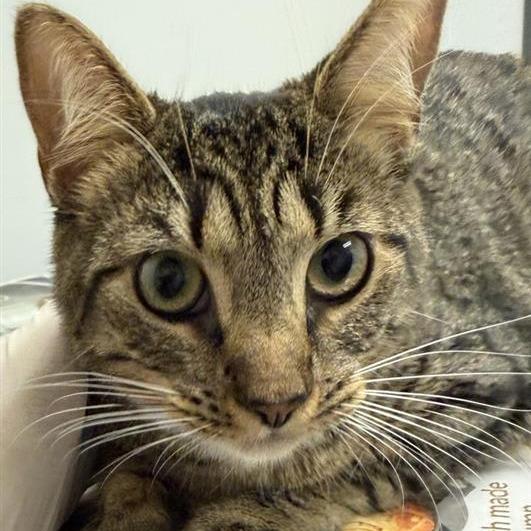 Enlarge Laney, a Adoptable Domestic Short Hair in Jacksonville, FL image 2/2