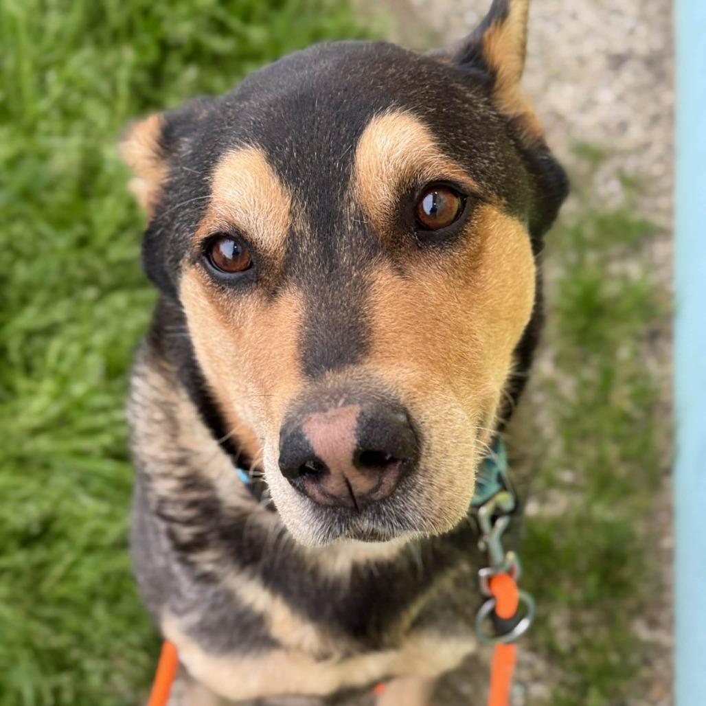 Enlarge Scout, a Adoptable mixed breed in Tacoma, WA image 1/3
