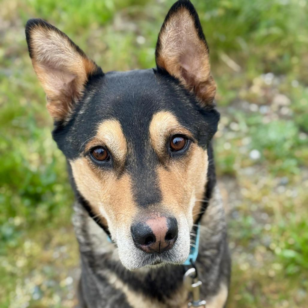 Enlarge Scout, a Adoptable mixed breed in Tacoma, WA image 3/3