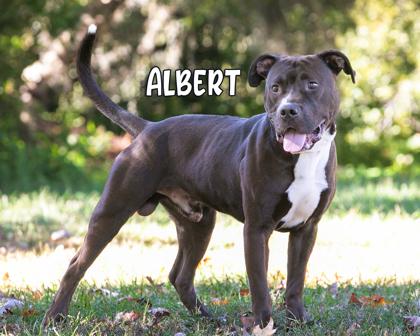 Albert, Adoptable, Adult Male Mixed Breed & Mixed Breed.