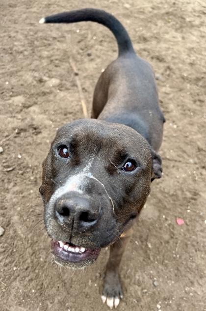 Enlarge Albert, a Adoptable mixed breed in Savannah, GA image 3/3