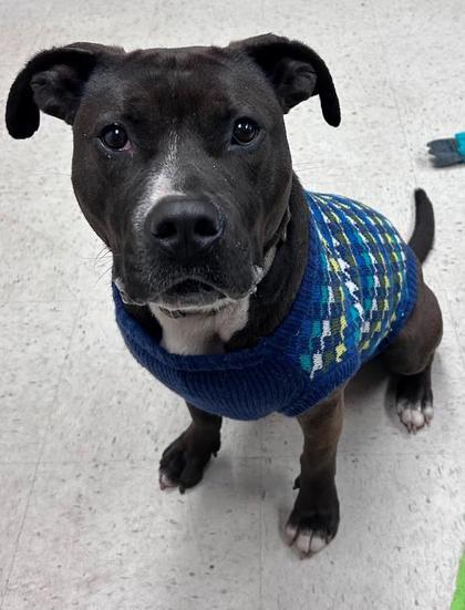 Enlarge Albert, a Adoptable mixed breed in Savannah, GA image 3/3