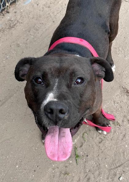 Enlarge Albert, a Adoptable mixed breed in Savannah, GA image 3/3