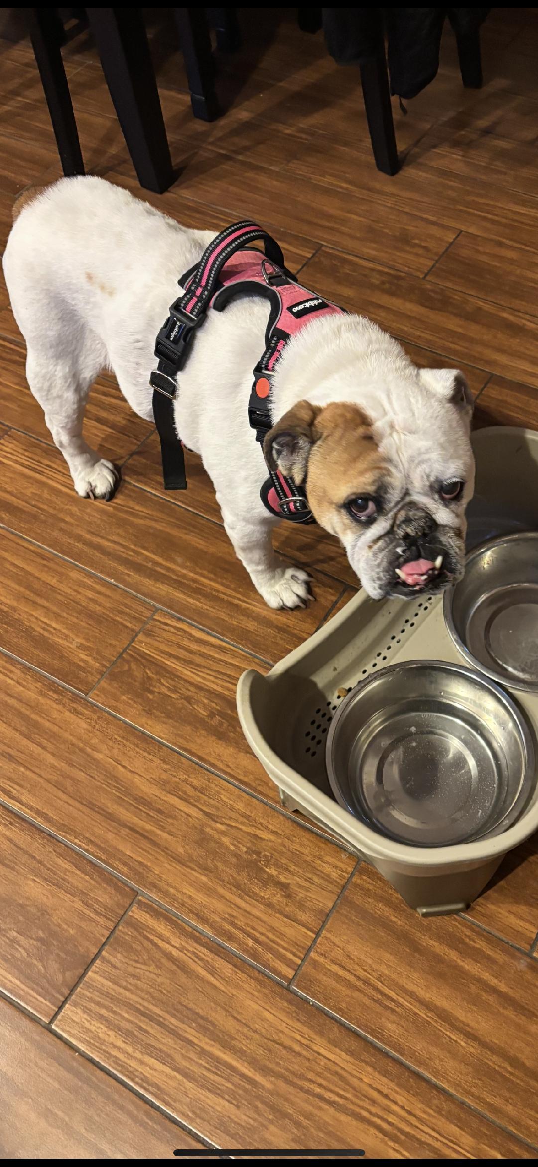Enlarge Fergie, a ADOPTABLE English Bulldog in Belmar, NJ image 4/4