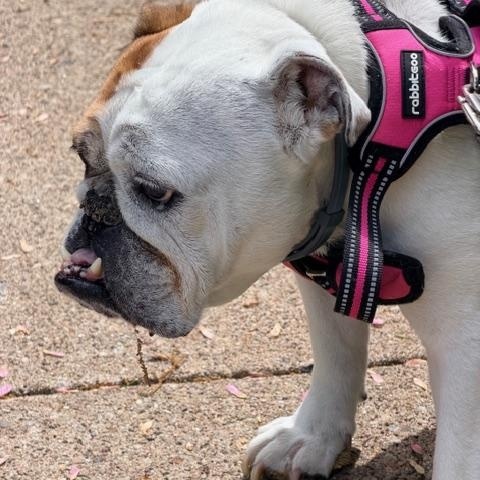 Enlarge Fergie, a ADOPTABLE English Bulldog in Belmar, NJ image 2/4